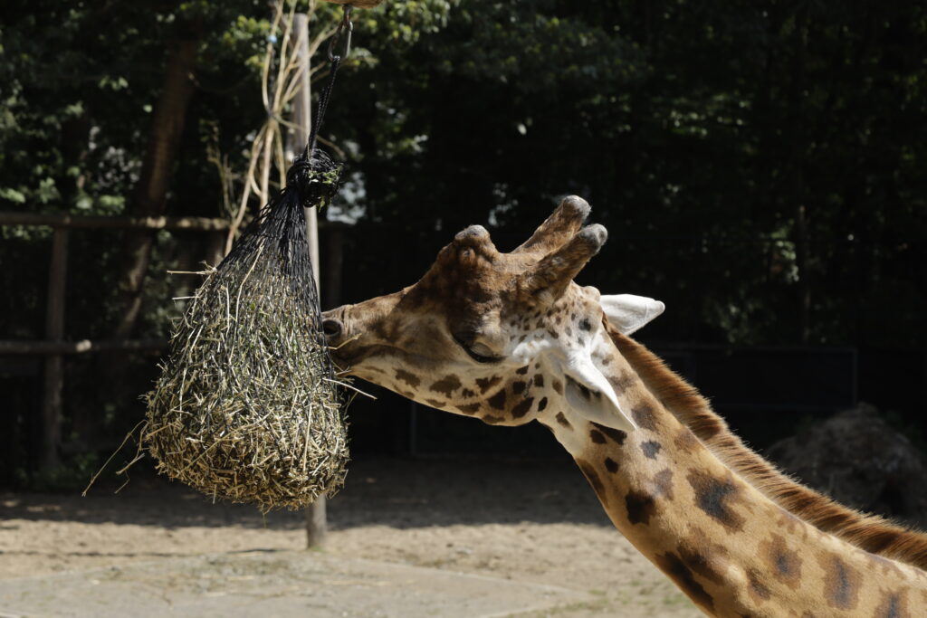 Giraf Eet in Ouwehands Dierenpark