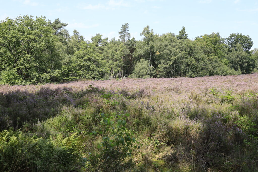 Landgoed Prattenburg Elst