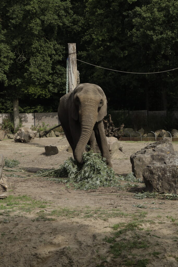 Olifant eet in Ouwehands Dierenpark