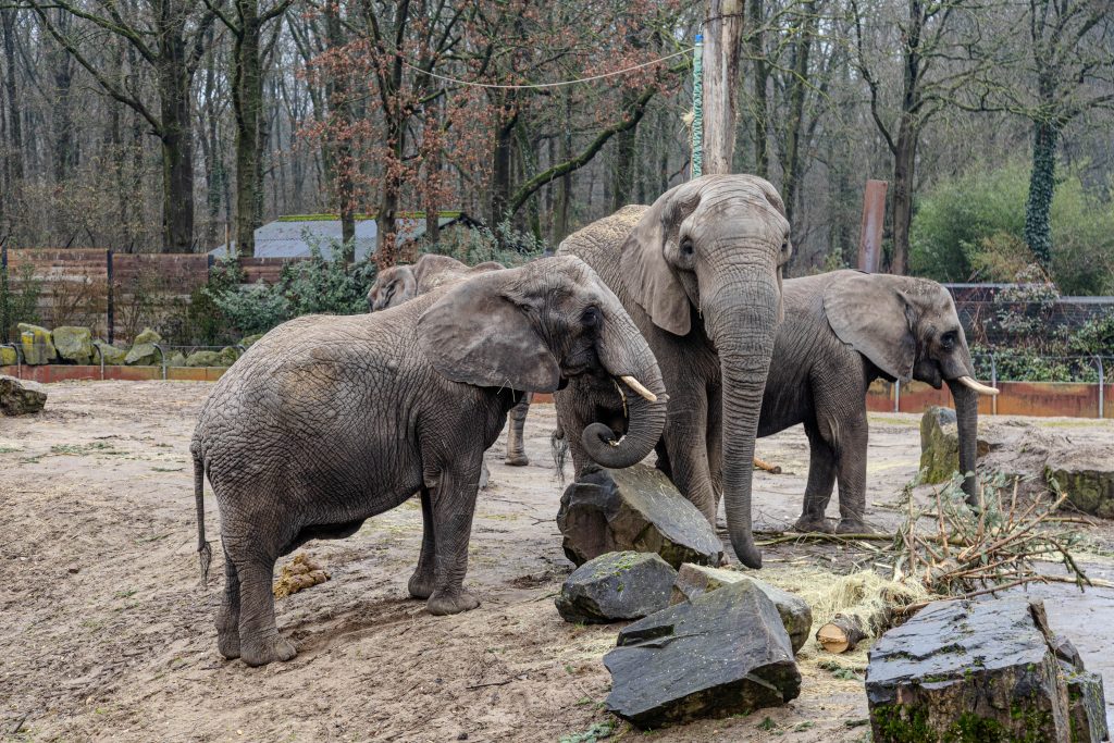 Olifanten groep in Ouwehands Dierenpark