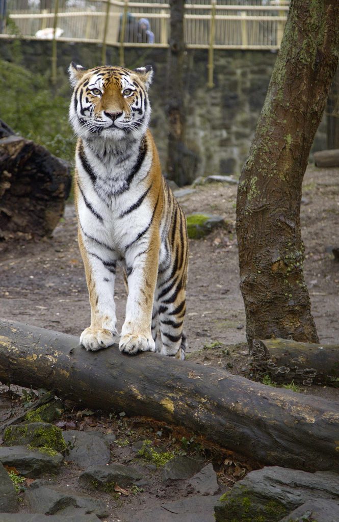 Tijger Ouwehands Dierenpark